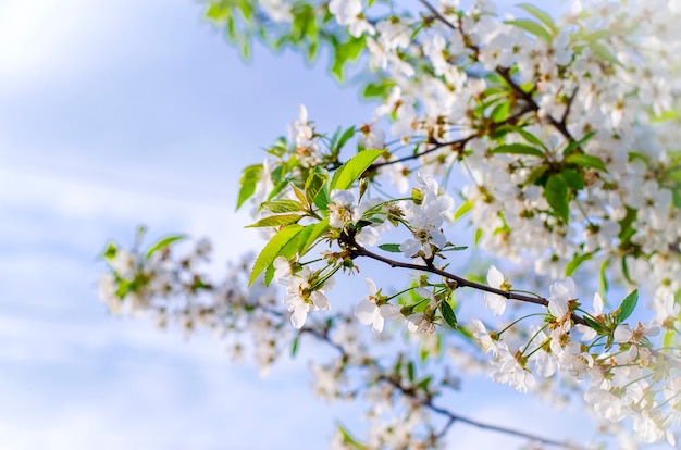 Schöne Kirschblüte im Frühling an einem sonnigen Tag