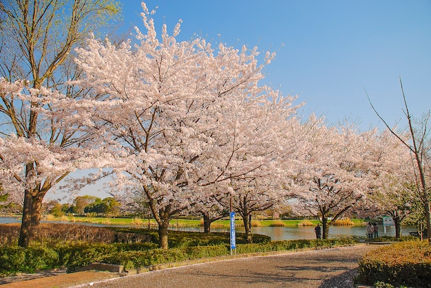 Schöne Kirschblüte in einem Park in einer Stadt in Japan.