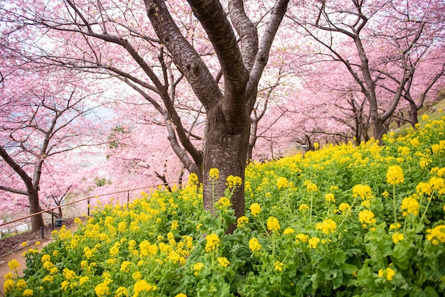 Schöne Kirschblüte in Matsuda, Japan
