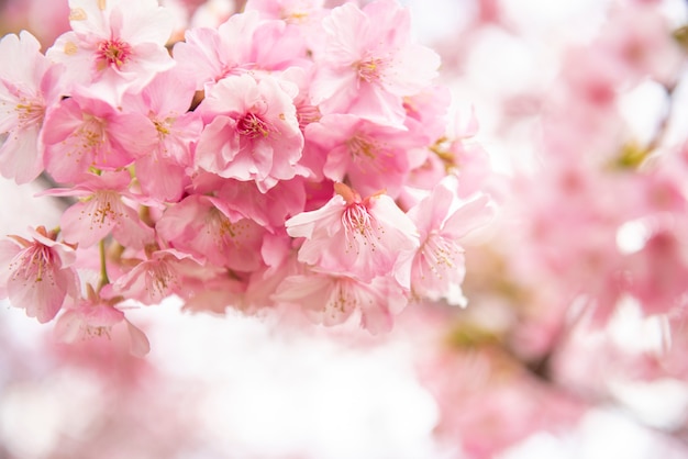 Schöne Kirschblüte in Matsuda, Japan