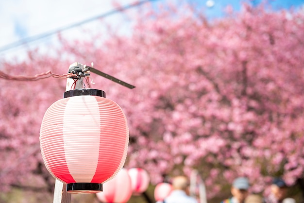 Schöne Kirschblüte in Matsuda, Japan