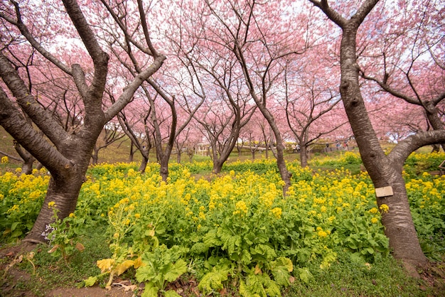 Schöne Kirschblüte in Matsuda, Japan