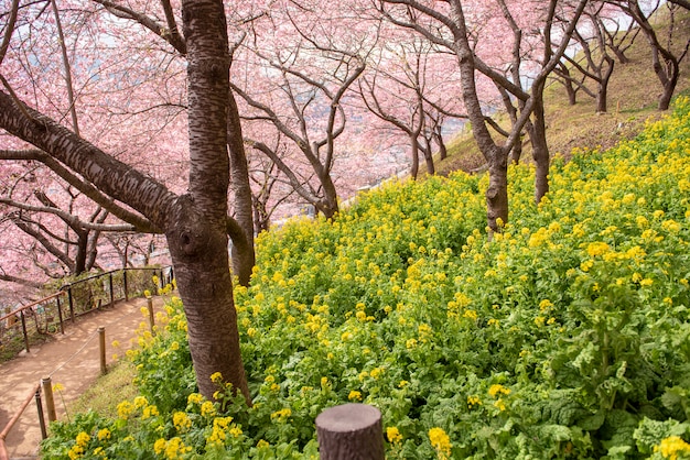 Schöne Kirschblüte in Matsuda, Japan