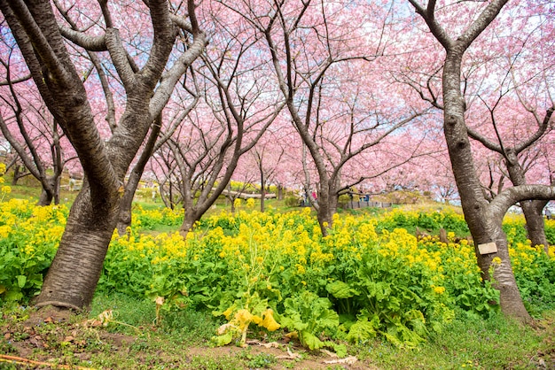 Schöne Kirschblüte in Matsuda, Japan