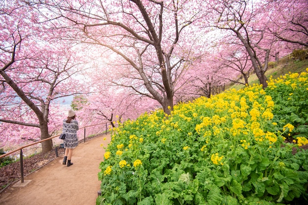 Schöne kirschblüte in matsuda, japan