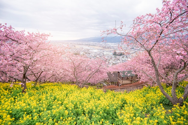 Schöne Kirschblüte in Matsuda, Japan