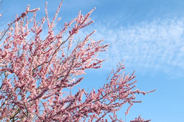 Schöne Kirschblüte Sakura im Frühling über blauem HimmelKirschblüte in voller Blüte