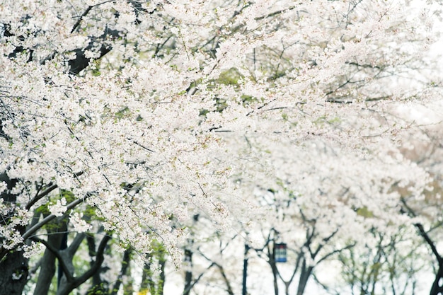 Schöne Kirschblüte Sakura im Frühling