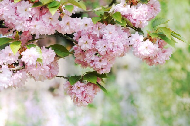 Schöne Kirschblüte