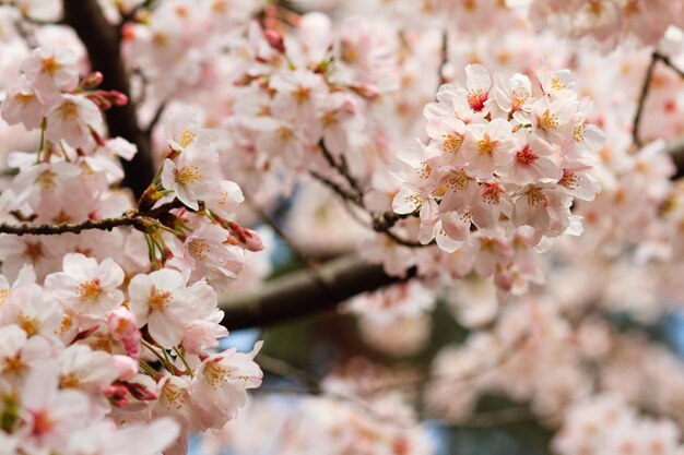 Schöne Kirschblüten, die vom Sonnenlicht beleuchtet werden