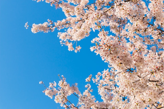 Schöne Kirschblüten oben mit klarem blauem Himmel im Hintergrund.
