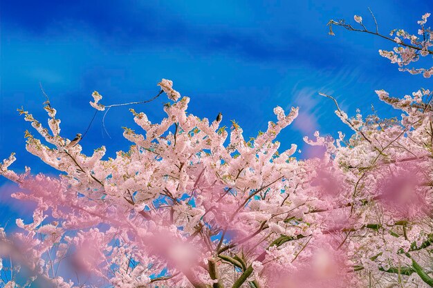 Schöne Kirschblüten Sakura blühen gegen den blauen Himmel in voller Blüte im Frühling