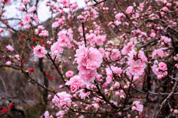 Schöne Kirschblüten. Sakura Blumen in Japan. Reisezeit Frühling.