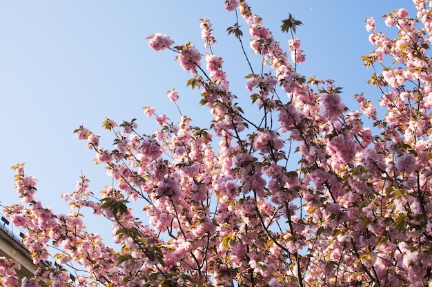 Schöne Kirschblüten-Sakura im Frühling über blauem Himmel