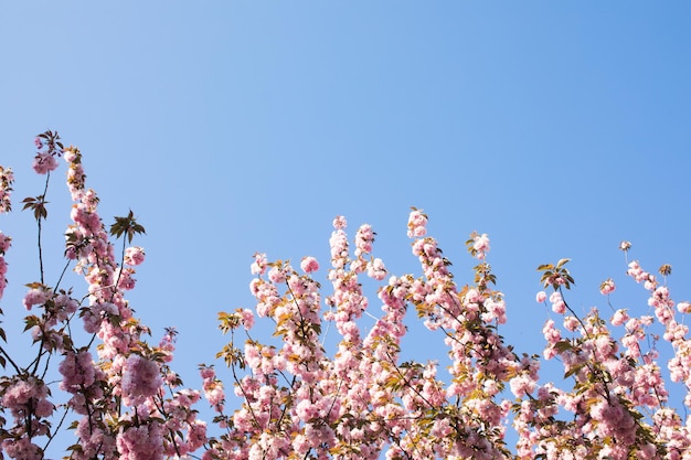 Schöne Kirschblüten-Sakura im Frühling über blauem Himmel