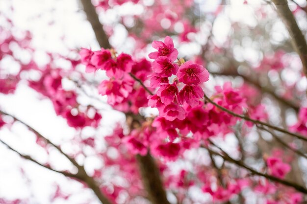 Schöne Kirschblüten vor einem weißen, bewölkten Himmel