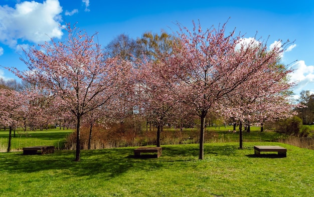 Schöne Kirschblütenbäume Sakura-Bäume im Park Sonniger Tag