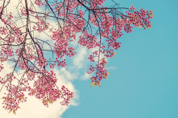 Schöne Kirschblütenblumen im Frühling über blauem Himmel. rosa Blume des Sakura-Baumes.