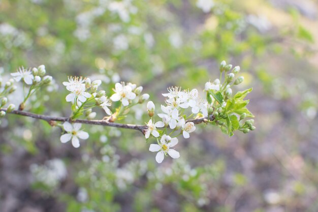 Schöne Kirschblumen im Frühlingsgarten. Weiße Fruchtblüten im Park