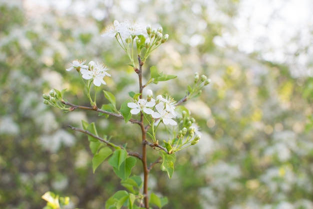 Schöne Kirschblumen im Frühlingsgarten