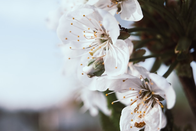 Schöne Kirschblumen. Sakura