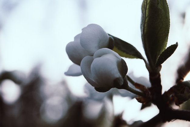 Schöne Kirschblumen. Sakura