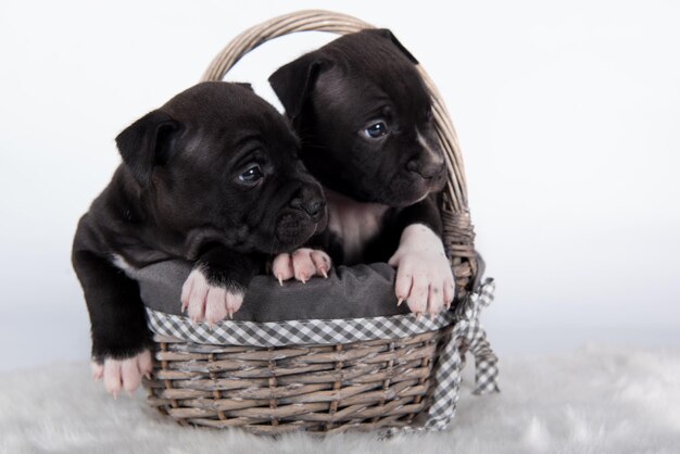 Schöne kleine American Staffordshire Terrier Hunde oder Amstaff Welpen auf weißem Hintergrund
