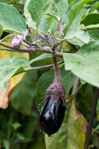 Schöne kleine Aubergine auf ihrer Pflanze in einem ökologischen Gemüsegarten Solanum melongena