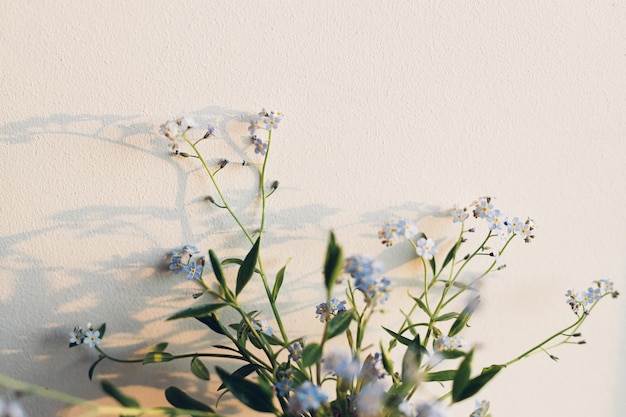 Schöne kleine blaue Blumen in warmem Sonnenlicht gegen weiße Wand Zarte Myosotis-Blütenblätter vergessen mich nicht Frühlingsblumen Atmosphärischer Abendmoment Einfaches Landleben