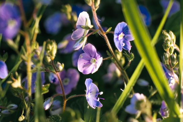 Schöne kleine blaue Blumen Veronica im Sommer