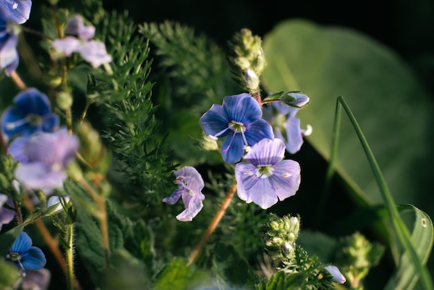 Schöne kleine blaue Blumen Veronica im Sommer