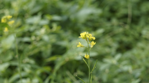 Schöne kleine Blüten von Brassica nigra, auch bekannt als Schwarzer Senf