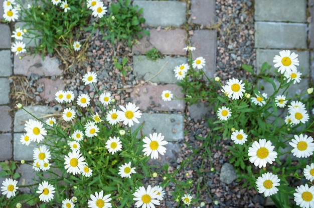 Schöne kleine Blumen wachsen auf dem Steinweg im Garten im Dorfhof