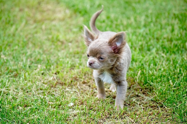 Schöne kleine Chihuahua-Welpennahaufnahme auf Grashintergrund