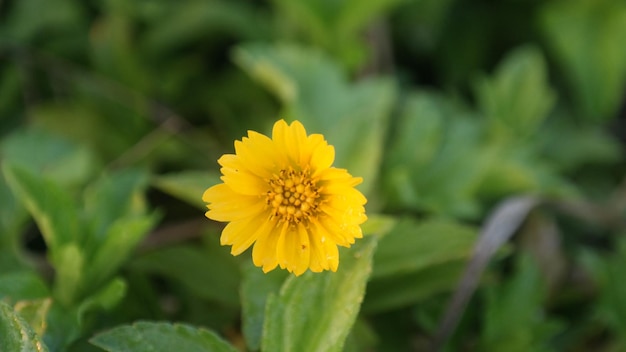 schöne kleine gelbe Blume