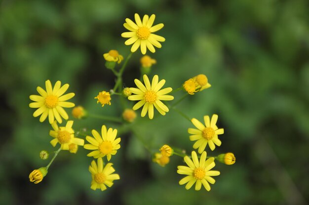 Schöne kleine gelbe Blumen, die im Garten blühen Die Schönheit der Frühlingsnatur Nahaufnahme