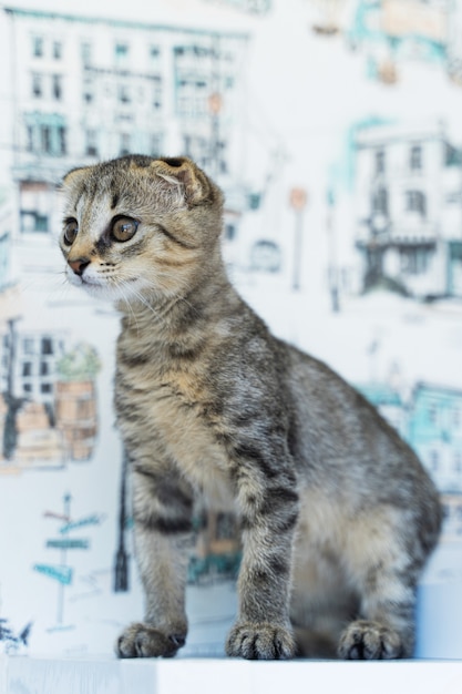 Schöne kleine Katze mit Hängeohren auf weißem Hintergrund.