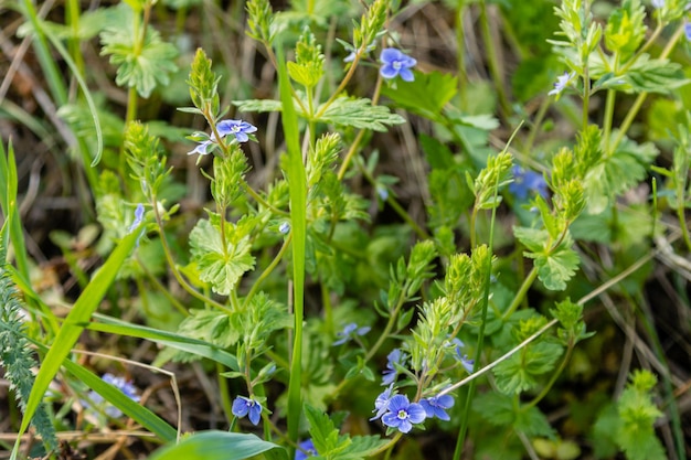 Schöne kleine lila Feldblumen