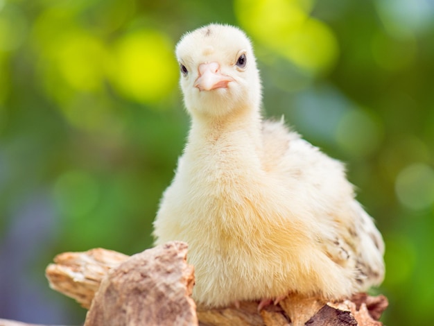 Schöne kleine neugeborene Hühner-Türkei auf grünem Außen-Hintergrund Ein junger schöner großer Vogel