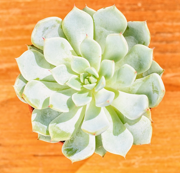 Schöne kleine Pflanze, saftig in einem kleinen Blumentopf