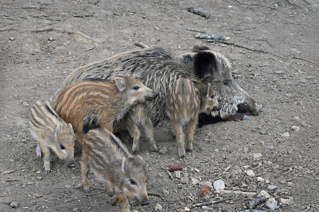 Schöne kleine Schweine wild in der Natur Wildschwein Tier im Wald