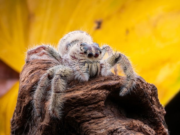 Schöne kleine springende Spinne mit buntem Hintergrund von der Makrophotographie.