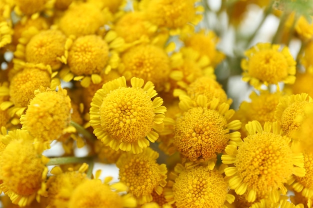 Schöne kleine Wildblumen aus nächster Nähe