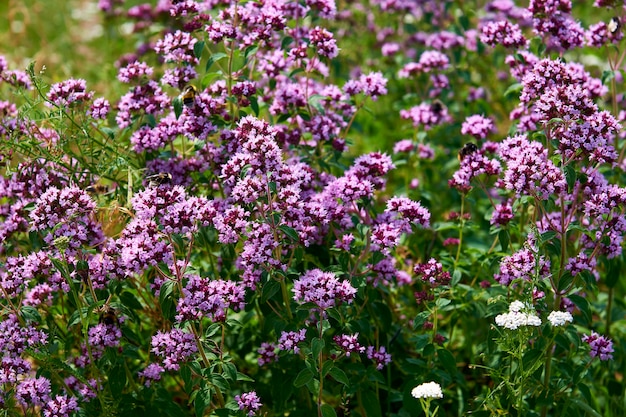 Schöne kleine wilde lila Blumen an einem sonnigen Tag