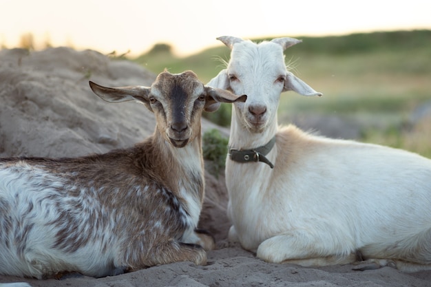 Schöne kleine Ziegenbabys liegen mit berührten Schnauzen auf dem Feld