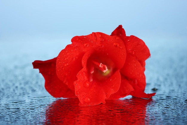 Schöne Knospe der roten Gladiole auf blauem Hintergrund in der Nähe