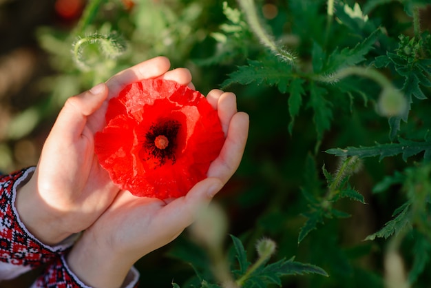 Schöne Knospe einer Blume der Mohnblume in den menschlichen Händen.