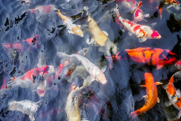 Foto schöne koi-fische im teich im garten