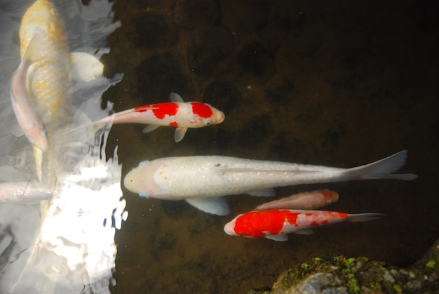 schöne Koi Fische im Teich