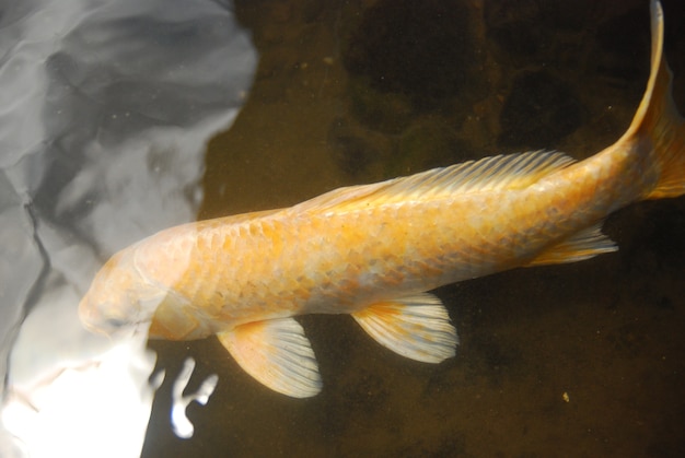 schöne Koi Fische im Teich